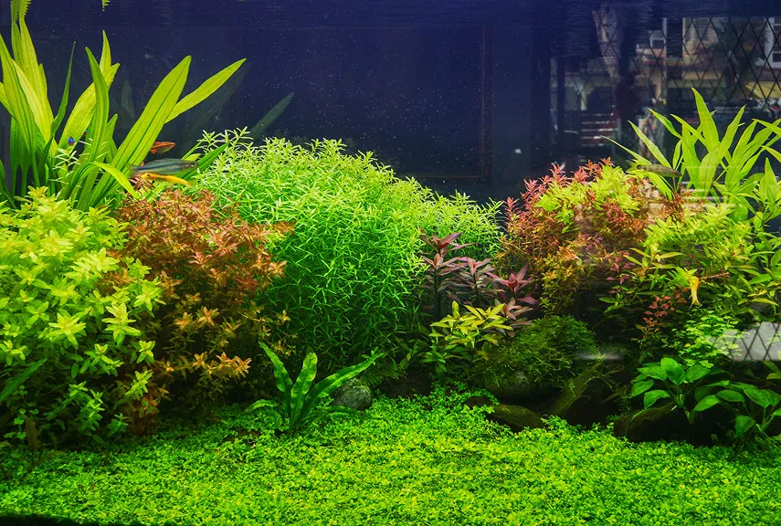 アクアリウム(一部)